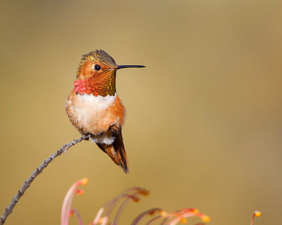 Allen's Hummingbird