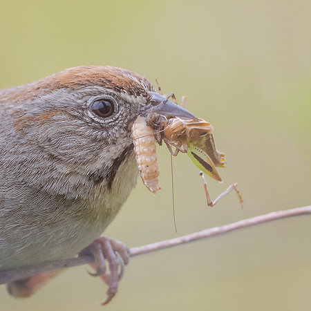 Rufous-crowned Sparrow, with insects
