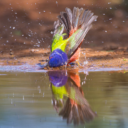 Painted Bunting
