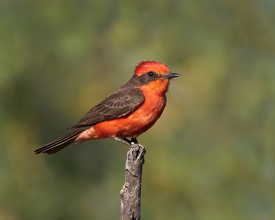 Vermilion Flycatcher