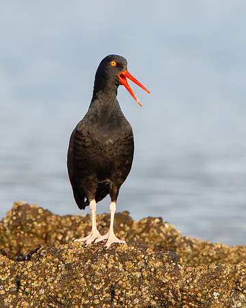 Black Oystercatcher
