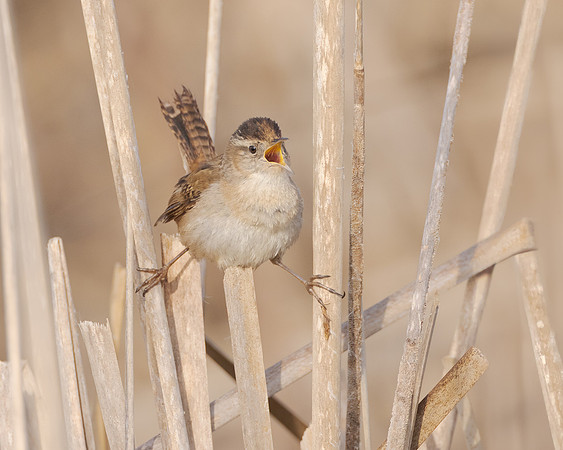 Marsh Wren