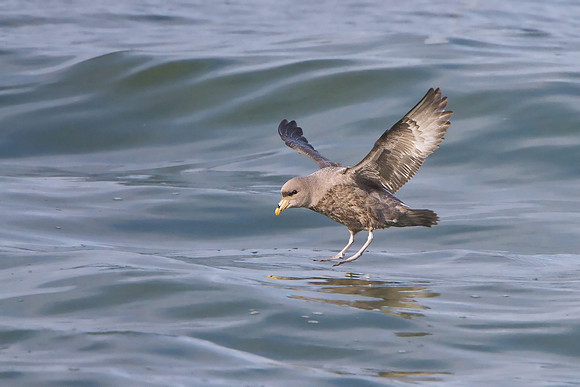 Northern Fulmar, landing
