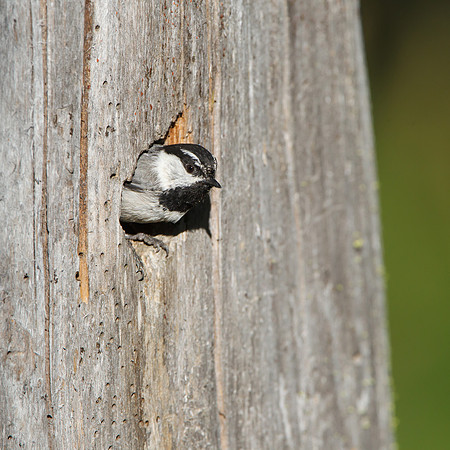 Mountain Chickadee, sticking head out of nest