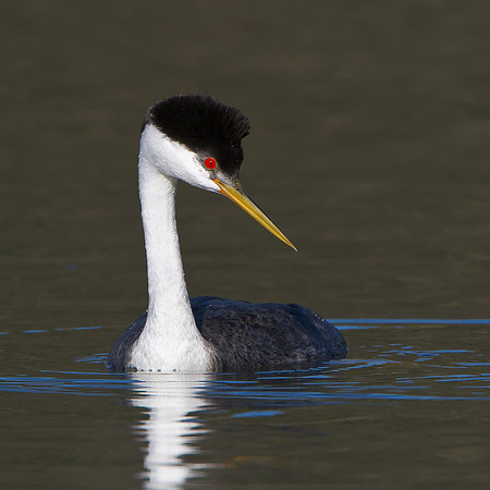 Western Grebe