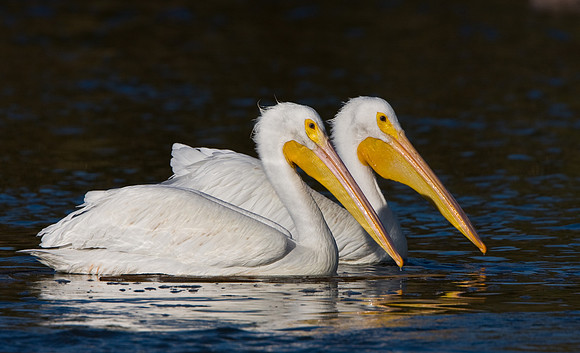 American White Pelican
