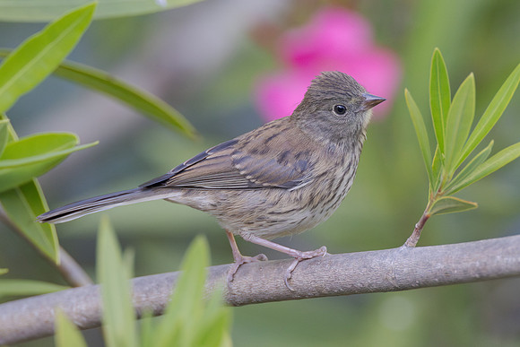 Dark-eyed Junco, juvenile
