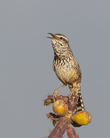 Cactus Wren