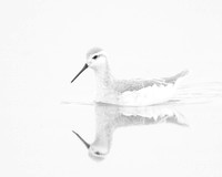 Wilson's Phalarope