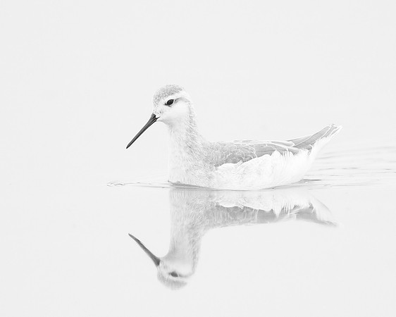 Wilson's Phalarope