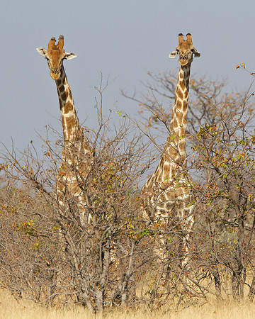 Giraffes