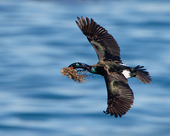 Pelagic Cormorant, with nest material