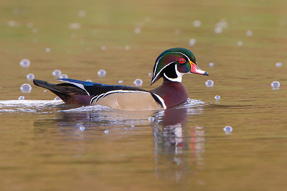 Wood Duck
